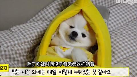 吃瓜娱乐汪